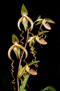 Paphiopedilum Chiu Hua Dancer Sunset Valley Orchids II HCC/AOS 78 pts.